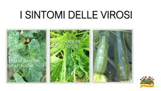 Video lezione Orto Mio n.13 -  RACCOGLIERE LE ZUCCHINE O ZUCCHINI