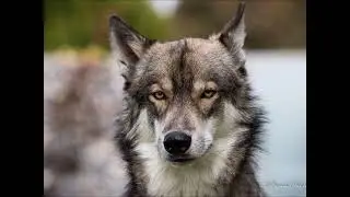 Kaihu und Hadez -  Wolfshund  - Dogs of Insta