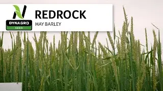 Red Rock Hay Barley | A Rock Star for Yield & Tonnage