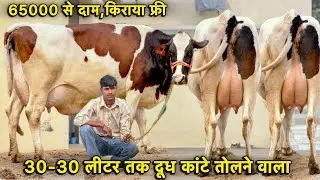 30-30 लीटर तक दूध कांटे तोल का,7 गाय बिकाऊ👌60000 में ख़रीदो गाय👍High Milking Cows For Sale 