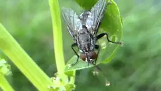 Flesh Fly -  Red eyes and a bristled abdomen - Hr&aelig;bokka - Ma&eth;kaflugur -  Hr&aelig;fluga - Skord&yacute;r
