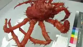 weird fishes found after tsunami