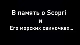Видос в память о Скорпи/ Плейлист думера свинки/ Guinea Pig Doomer