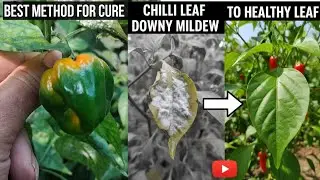 😱জলকীয়া🌶️ গছৰ পাতত Powdery Mildew লাগিলে কি কৰিব সম্পূৰ্ণ video চাওঁক 💯