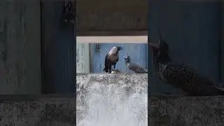 Crow Feeding Asian Koel - True Love