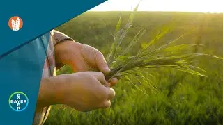 Herbicides: Get Back to Farming with Varro