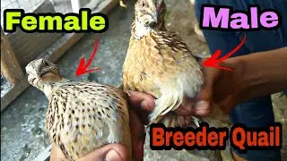 Batair (Quail) Male Female Difference or Breeder Ki Pechan By Beauty Birds in Urdu/Hindi