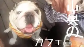 ブルドッグ”じぇしか”と行く大阪府の山奥にあるオシャレなカフェのvlog(*^^*)