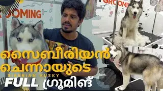 Husky FULL Grooming:Top Tips for a Dogs Shiny Coat | GROOMING AND CARE |HUGE UNDERCOAT REMOVAL |