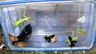 What happens to them if they meet!!! Bees, mantises and butterflies