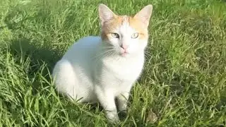 A poor pregnant cat comes to me meowing because she is hungry.