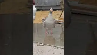 Toulouse geese grooming