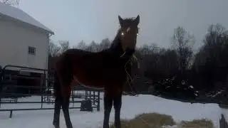 Morgan filly, first snow