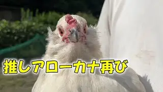 前回のアローカナ動画がなぜか運営に消されてしまったので、再度撮り直し！推しちゃん2羽紹介です！