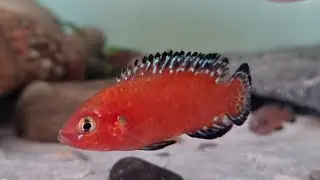 Rubricatochromis Exsul. The red jewel of Lake Turakana.