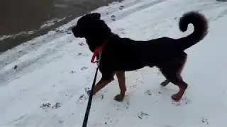Dog Rescue - Toby for adoption in UK