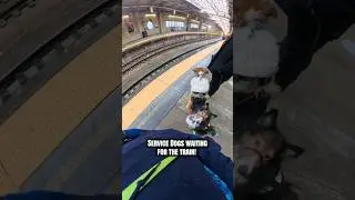 Просто пара собак-поводырей ждут поезда в Нью-Йорк, чтобы отправиться навстречу приключениям! #ви...