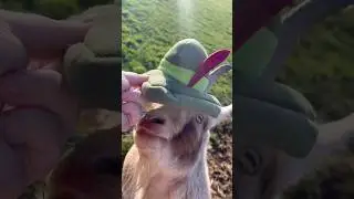 How to make your goat as fashionable as Fantoccio! #billiebustup