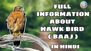|| Full Information || About Hawk Bird || पुरी जानकारी बाज के बारे मै || #6