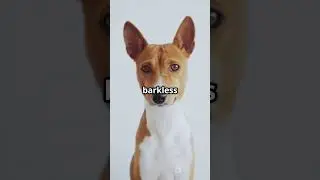 invideo ai 1080 Pawesome Dog Facts You Didn't Know! 2025 04 24 1
