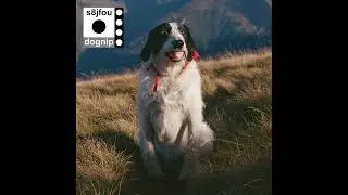 s8jfou - Dognip (full album)