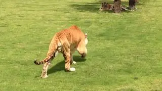 Golden Tiger, Tianxia, just rescued from the circus