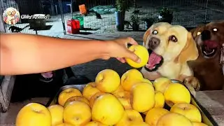 Dogs Eating Apples 🍎| dog eating fruit asmr | dog eating asmr | dog video