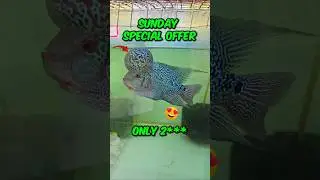 Sunday special offer 7674918363