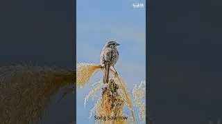 Song Sparrow singing from top of a bush