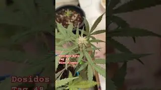 Dosidos Auto 🥦 Tag 48 #shorts #youtubeshorts #flowers #mini