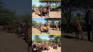 50 लाख की बकरियों वाला किसान PART 05 #farming  #livestockfarm @Farming360-1 #goatfarming #shorts