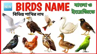 বিভিন্ন পাখির নাম | Birds Name in Bengali to English | Bird Name for kids | Birds Name #kidsward 