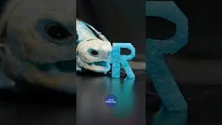 ASMR Mukbang Cyan Food 🩵 Turtle Tortoise