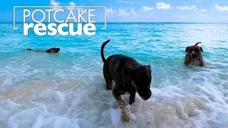 Potcake Rescue (360 VR Spherical Video)