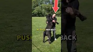 Эта большая собака слишком тяжёлая для объятий! 😳🐕