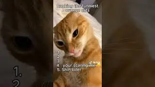 Ranking the funniest orange cat moments