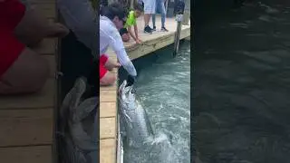 КОРМЛЕНИЕ С РУК ОГРОМНОГО ТАРПОНА!😱😳