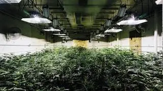 Surreal - Smoking with the gods