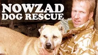 Bringing home the 🐕 dogs of war - Nowzad dog rescue |🇦🇫 NATO and Afghanistan [2013]