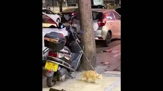 Funny Cats 01