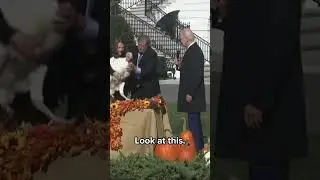 Turkeys receive presidential pardons #shorts