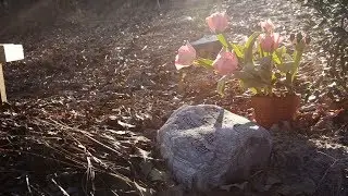 Green Burials: Another Way to Say Goodbye