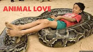 Python Farm Animal Love