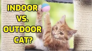 7 Advantages Of Keeping Cats Indoors All The Time