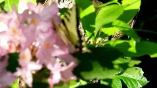 20110625 TigerSwallowtailButterflySousasRock