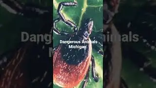 Dangerous Animals that live in Michigan