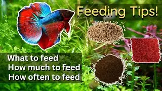 Ultimate Betta Fish Feeding Guide (Everything You Need to Know About Feeding Betta)