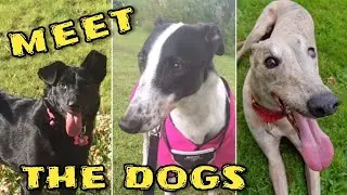 Meet The Dogs ! - Retired Rescue Greyhounds - Ex Racers - Romanian Rescue Dog - Park Walking