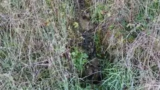 Balade avec Lusty sur le chemin des vignes entre Vitteaux et Massingy-les-Vitteaux (21)