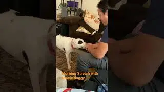 #morningstretching #doglife #morningroutine #cutedog #caninecompanion